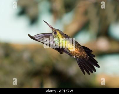 Colibri à ventre Violet damophila julie panamensis Canopy Tower Panama NP Soberiana Banque D'Images