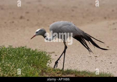 Grue de paradis Anthropoides paradiseus Namibie Etosha Banque D'Images