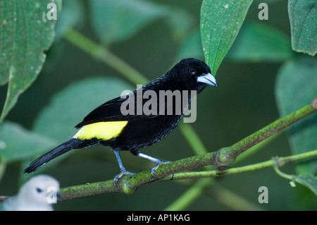 Tangara à croupion flamme Ramphocelus icteronotus homme flammigerus El Valle Panama Banque D'Images