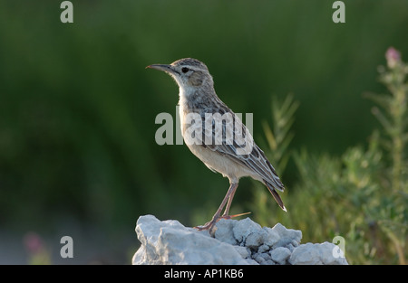 Heeled Lark Chersomanes albofasciata Spike Namibie Etosha Banque D'Images