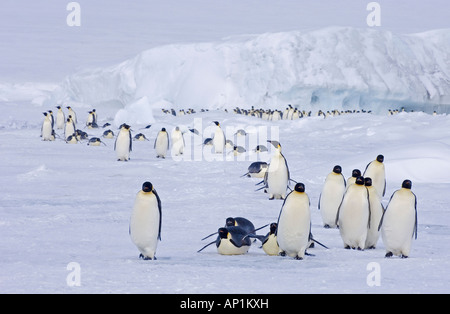 Manchots empereurs Aptenodytes forsteri sur la marche vers la mer de leur colonie Snow Hill Island Antarctique Novembre Banque D'Images