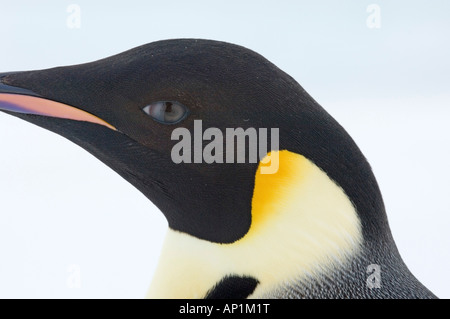 Manchot Empereur Aptenodytes forsteri close up d'adultes cou montrant feather détail Snow Hill Island Antarctique Novembre Banque D'Images