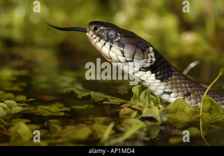 Couleuvre à collier Natrix natrix close up of head UK Banque D'Images