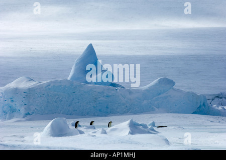 Manchot Empereur Aptenodytes forsteri marchant sur la mer de glace de mer de Weddell près de Snow Hill Island Antarctique Nov Banque D'Images