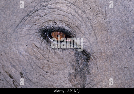 L'éléphant indien close up of eye Bandavgarh en Inde Banque D'Images