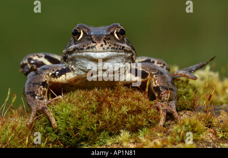Grenouille Rousse Rana temporaria reposant sur de la mousse UK Banque D'Images