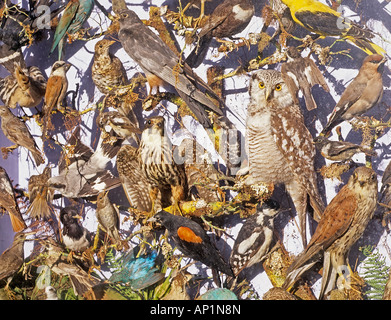 Partie d'un cas d'oiseaux empaillés recueillies autour de Earlham dans North Norfolk dans le 1880 s Banque D'Images