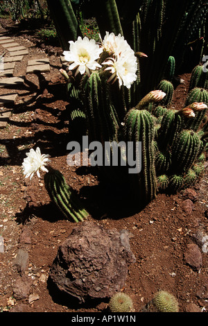 La floraison des cactus, jardin botanique, Jardim Botanico, Funchal, Madère Banque D'Images