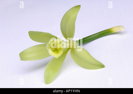 La vanille (Vanilla planifolia), fleur, studio photo Banque D'Images