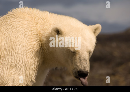 L'ours polaire Labrador Canada Banque D'Images