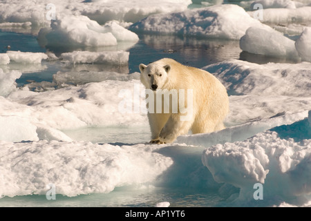 L'ours polaire le détroit de Davis Labrador Voir Canada Banque D'Images