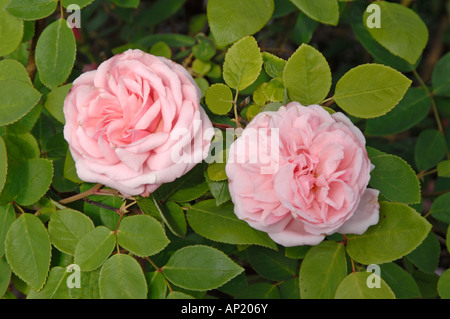 Bourbon Rose (Rosa Borbonica), variété : Martha, fleurs Banque D'Images
