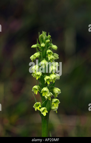 Petite orchidée blanche Pseudorchis albida Banque D'Images