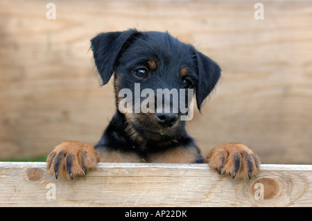 Terrier de chasse allemand Canis lupus familiaris pup à la recherche de chiot fort Banque D'Images