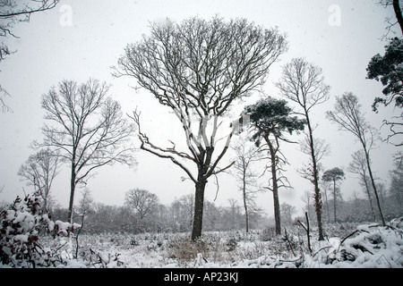 Arbres en hiver couverte de neige Banque D'Images