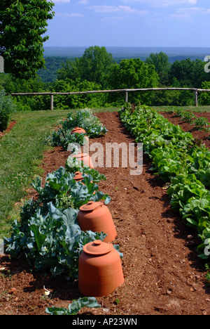 Deux rangées de la laitue et le chou dans une seule rangée de Thomas Jefferson Monticello Potager Virginia United States America Banque D'Images