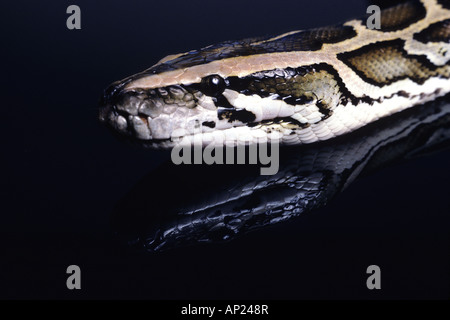 Clos des python Birman. Banque D'Images