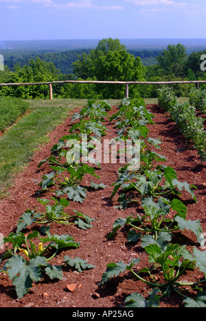 Deux rangées de courgettes avec des fleurs jaunes à Thomas Jefferson Monticello Potager Virginia United States America Banque D'Images