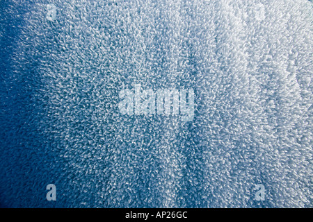 Givre sur les bottes de foin près de Hyde Central Otago ile sud Nouvelle Zelande Banque D'Images