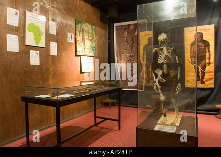 Le squelette de "Lucy" installé dans le musée national d'Addis Abeba. Banque D'Images