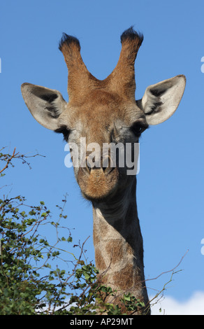 Girafe, Giraffa camelopardalis, seul mâle adulte Banque D'Images