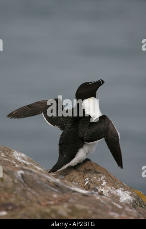 Petit pingouin (Alca torda) étend ses ailes Banque D'Images