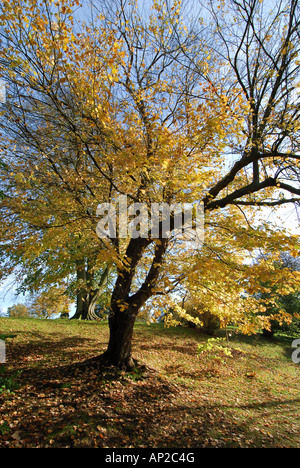 Foilage coloré d'automne dans le groungs de wakehurst place West Sussex Banque D'Images
