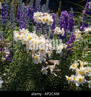 Lys Lilium regale avec Regal delphiniums en été Banque D'Images