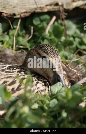 Canard colvert Anas platyrhynchos femme assis sur son nid Banque D'Images