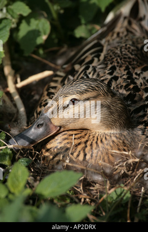 Canard colvert Anas platyrhynchos femme assis sur son nid Banque D'Images