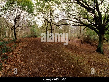 Vue fisheye de Woodland à Beccles commun dans le Suffolk Uk Banque D'Images