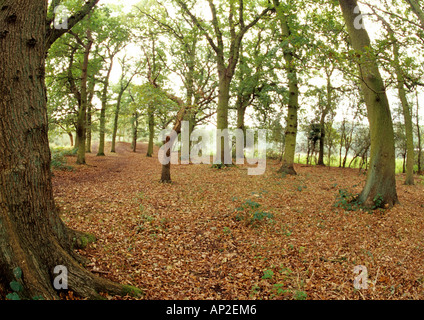 Vue fisheye de Woodland à Beccles commun dans le Suffolk Uk Banque D'Images