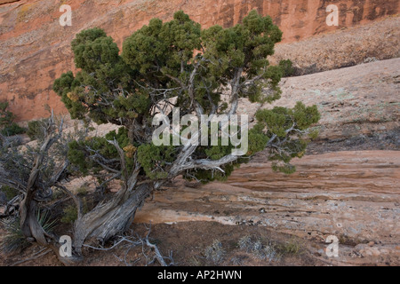 Vieux genévrier Juniperus osteosperma dans l'Utah Arches National Park Utah USA Banque D'Images