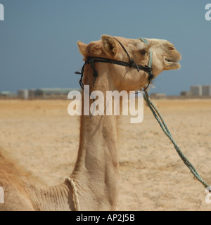 Portrait d'un Bédouin captif le camel sur la plage de Nuweiba en Egypte Banque D'Images