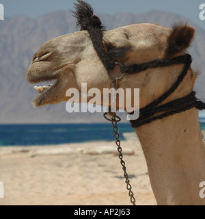 Portrait d'un Bédouin s camel attaché sur la plage de Nuweiba en Egypte Banque D'Images