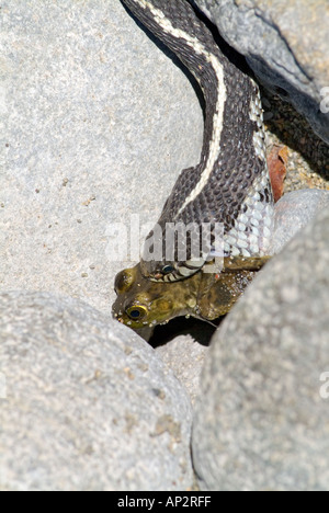 Manger des aliments de survie serpent grenouille reptiles prédateurs Amphibiens victime Banque D'Images