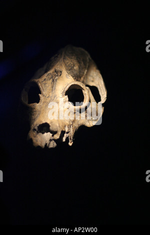 crâne de moutons Banque D'Images