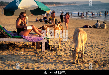 WESTERN femelle touriste entouré de vaches sur la plage de Baga, Goa, sud de l'Inde Banque D'Images