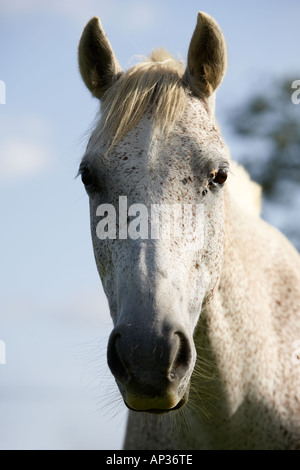 Cheval gris outlet moucheté