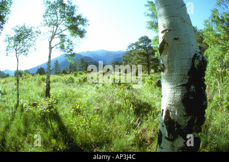 Tremble dans une prairie alpine dans les Montagnes Rocheuses du Colorado USA Banque D'Images