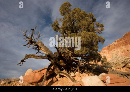 L'Utah ancienne arborescence Juniper Juniperus osteosperma dans Capitol Reef National Park Utah USA Banque D'Images