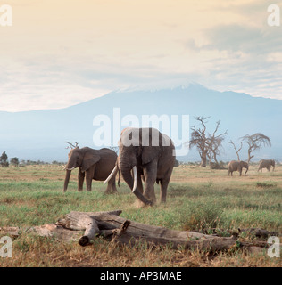 Les éléphants en face du Mont Kilimandjaro, le Parc national Amboseli, Kenya, Afrique de l'Est Banque D'Images