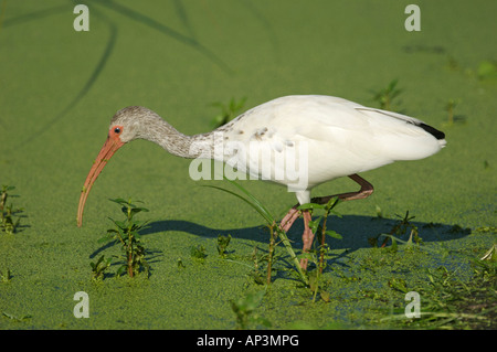 Ibis blanc (Eudocimus albus) à la recherche de nourriture Caye verte Nature Centre Delray Beach Floride USA Banque D'Images