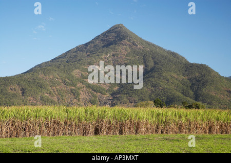 Les champs de canne à sucre et Walshs Gordonvale Pyramide près de Cairns North Queensland Australie Banque D'Images
