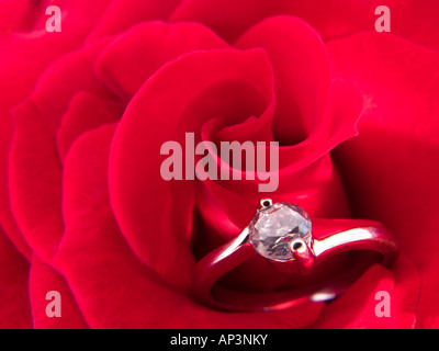 Bague de fiançailles sur une rose rouge Banque D'Images