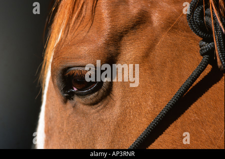 Vue rapprochée de l'œil et bridle Banque D'Images