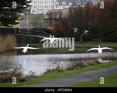 Trois cygnes en venant se poser sur le Canal de Bude, Cornwall, UK Banque D'Images