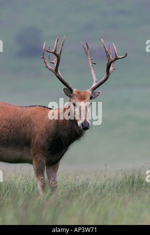 PERE DAVID Elaphurus davidianus DEER Banque D'Images