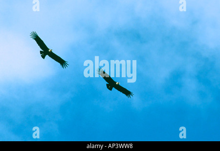 Le condor des Andes (Vultur gryphus). Originaire de l'ouest de l'Amérique du Sud. C'est un paire accouplée. Banque D'Images