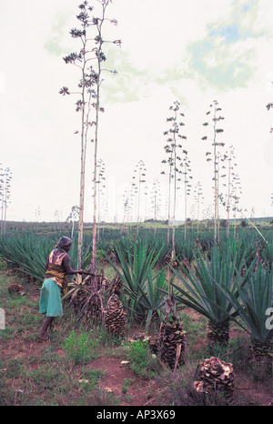 Taita coupe femme près de sisal de l'Afrique de l'Est Kenya Voi Banque D'Images